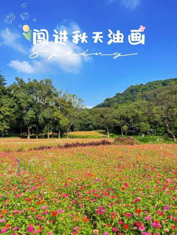 云上速融 限定浪漫！黄埔“绚烂花海”盛放，错过等一年